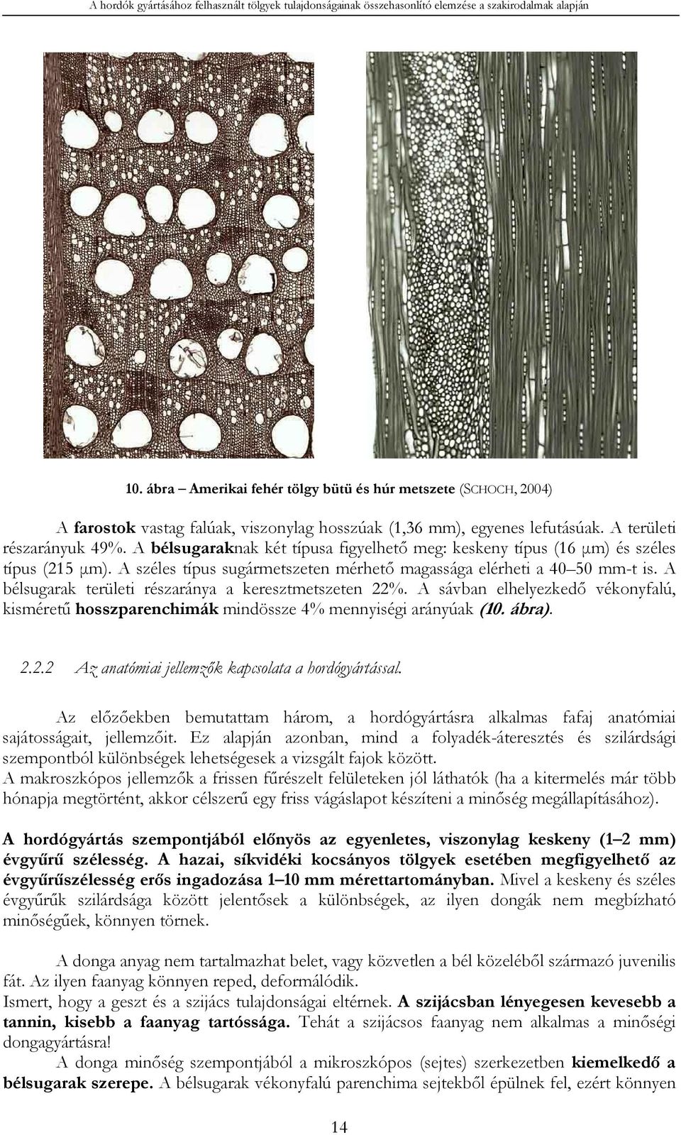 A bélsugaraknak két típusa figyelhető meg: keskeny típus (16 µm) és széles típus (215 µm). A széles típus sugármetszeten mérhető magassága elérheti a 40 50 mm-t is.