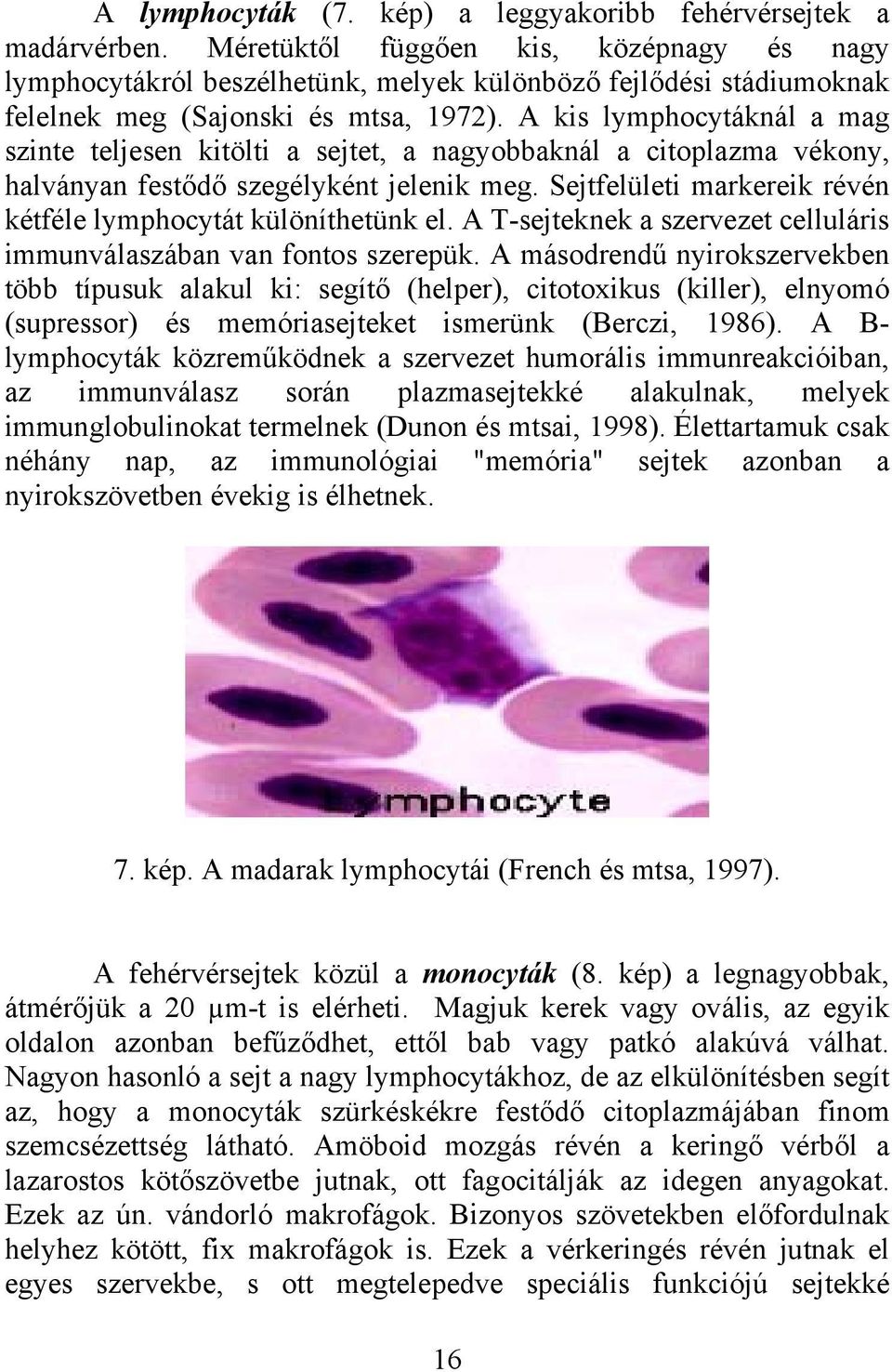 A kis lymphocytáknál a mag szinte teljesen kitölti a sejtet, a nagyobbaknál a citoplazma vékony, halványan festődő szegélyként jelenik meg.