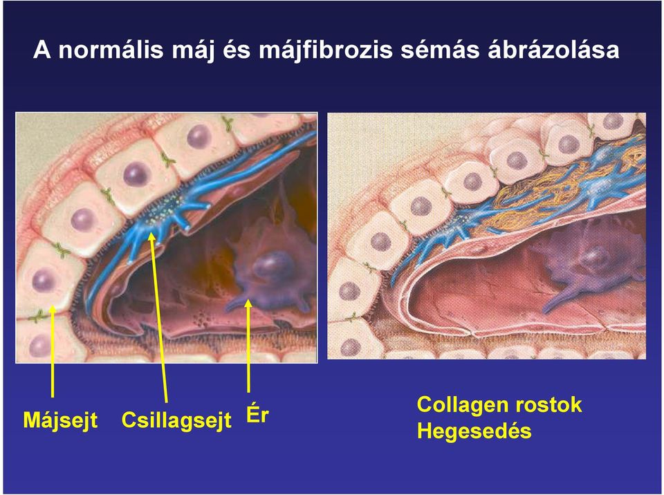 ábrázolása Májsejt