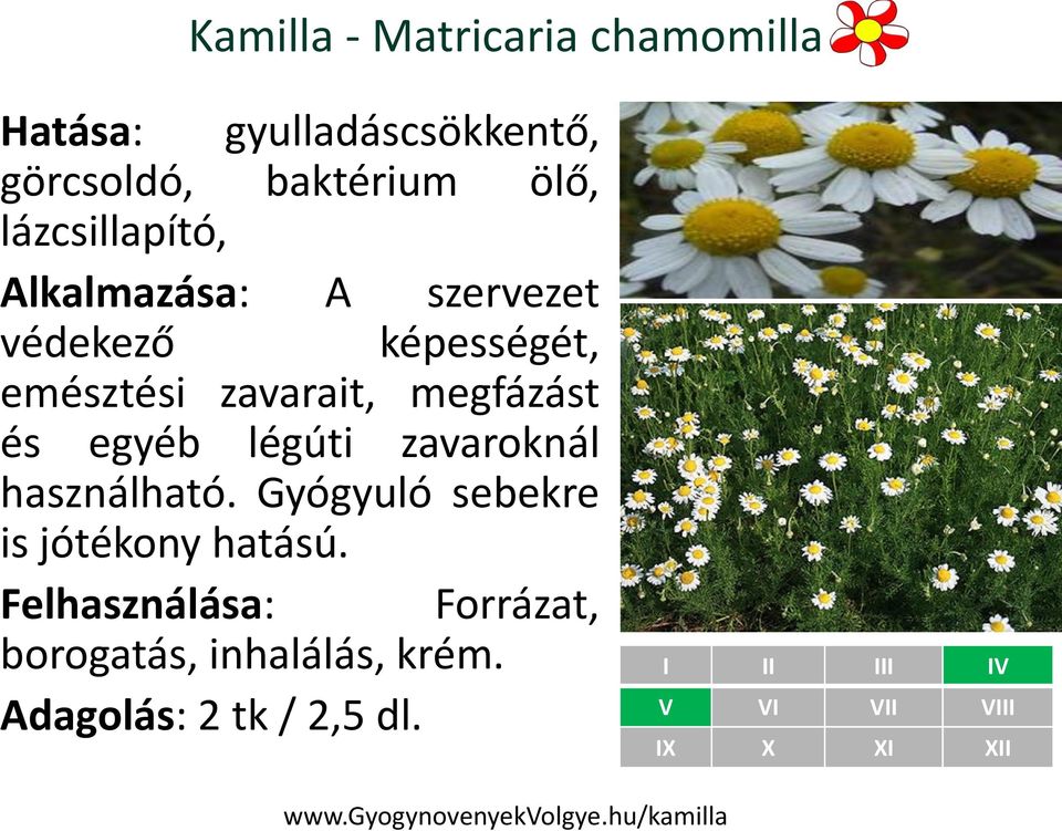 szervezet védekező képességét, emésztési zavarait, megfázást és egyéb légúti zavaroknál használható.