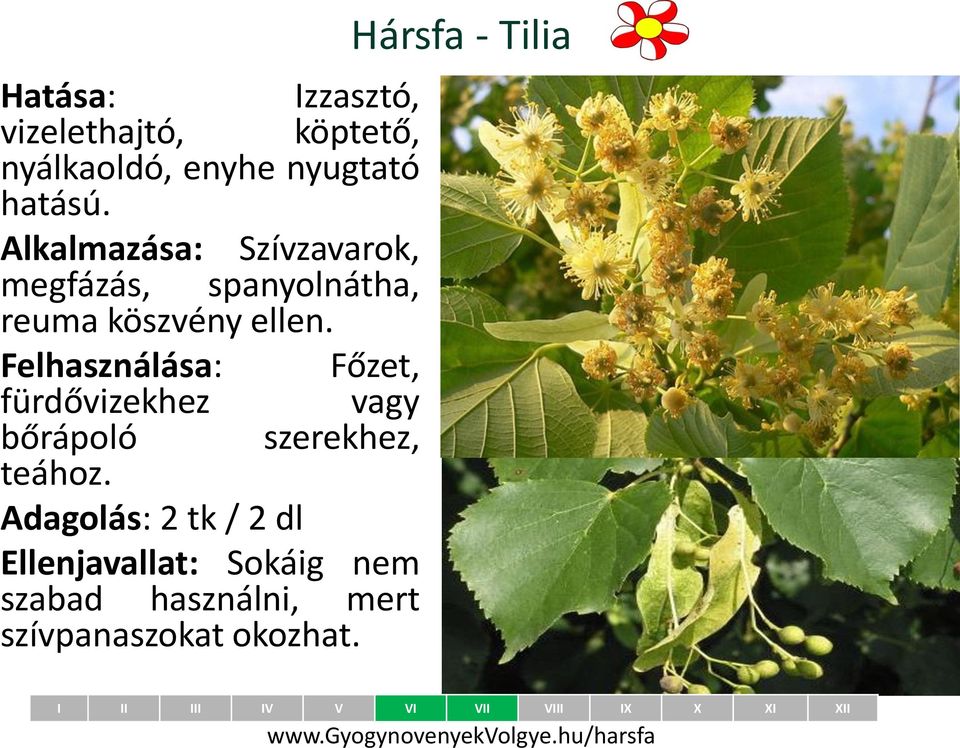 Alkalmazása: Szívzavarok, megfázás, spanyolnátha, reuma köszvény ellen.