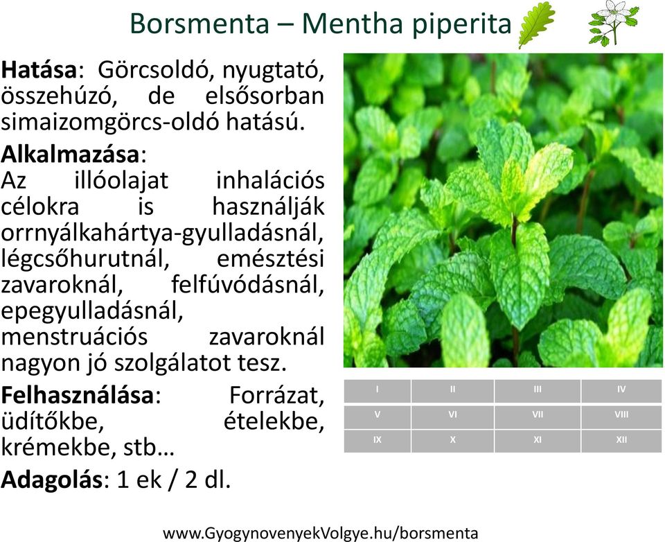 Alkalmazása: Az illóolajat inhalációs célokra is használják orrnyálkahártya-gyulladásnál, légcsőhurutnál, emésztési