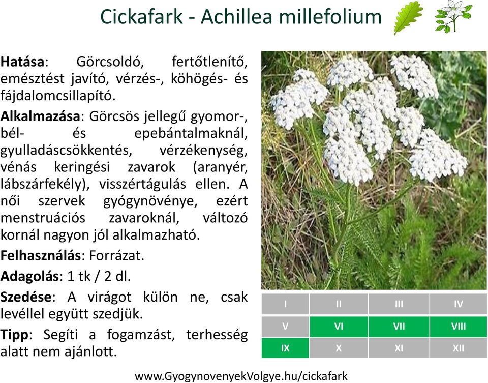 visszértágulás ellen. A női szervek gyógynövénye, ezért menstruációs zavaroknál, változó kornál nagyon jól alkalmazható. Felhasználás: Forrázat.