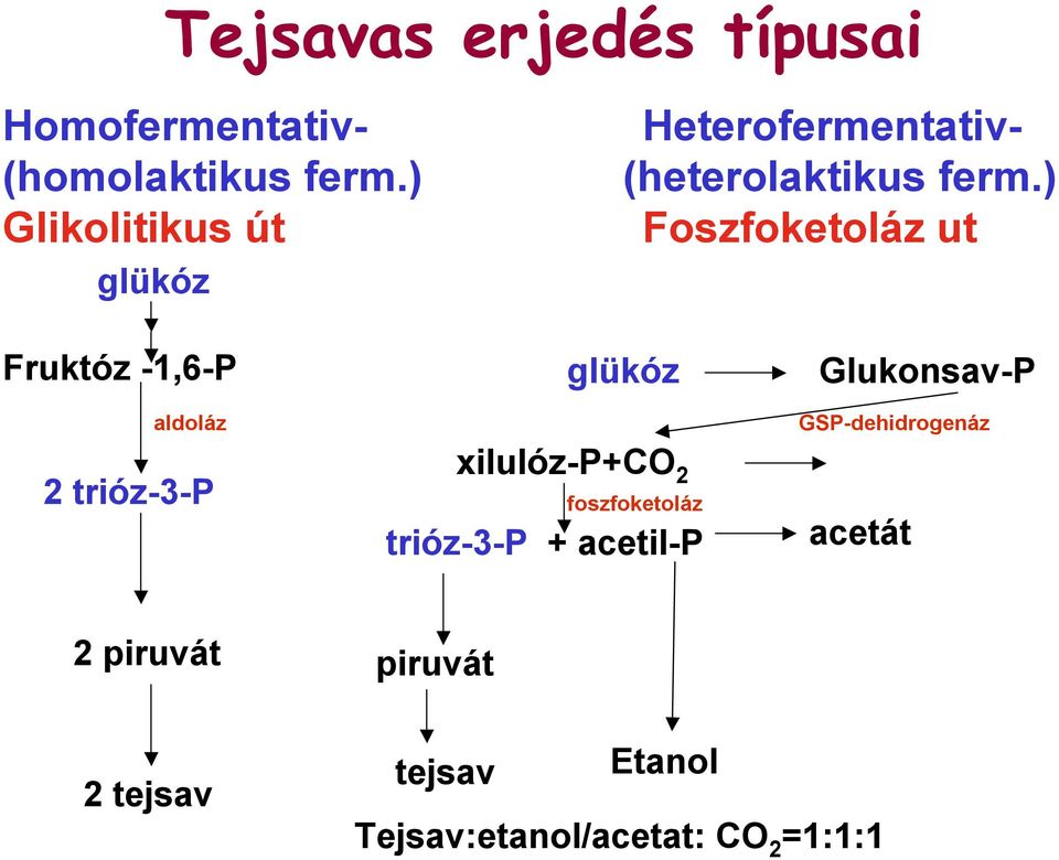 ) Foszfoketoláz ut Fruktóz -1,6-P aldoláz 2 trióz-3-p glükóz xilulóz-p+co 2