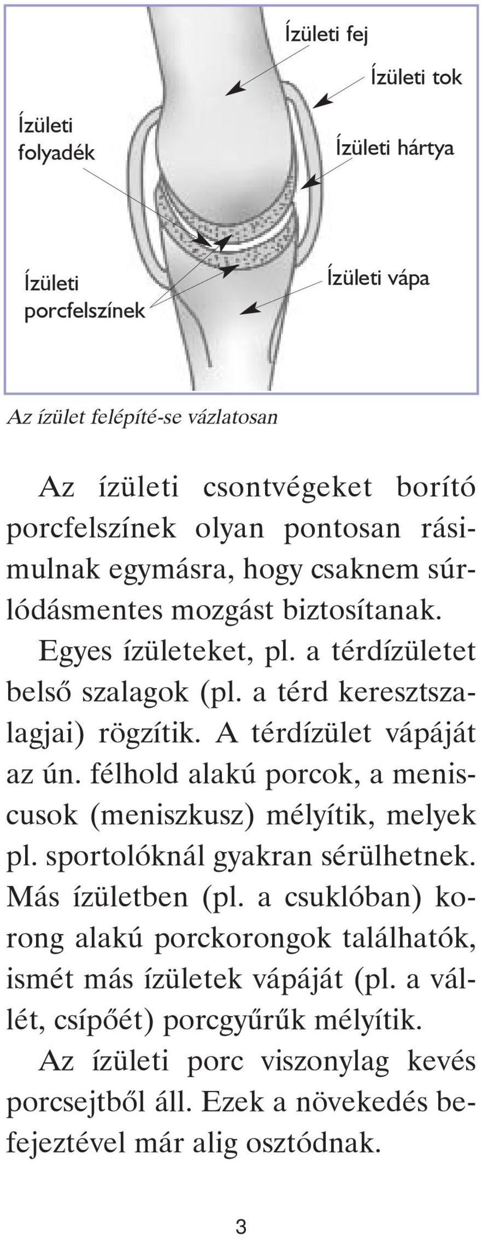 A térdízület vápáját az ún. félhold alakú porcok, a meniscusok (meniszkusz) mélyítik, melyek pl. sportolóknál gyakran sérülhetnek. Más ízületben (pl.