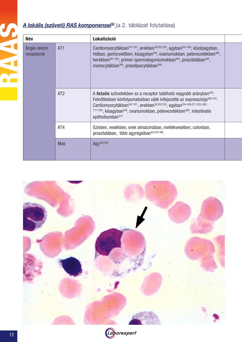 petevezetékben 360, herékben 361-363, primer spermatogoniumokban 363, prosztatában 364, monocytákban 365, preadipocytákban 366 AT2 A fetalis szövetekben ez a receptor található nagyobb arányban 539.