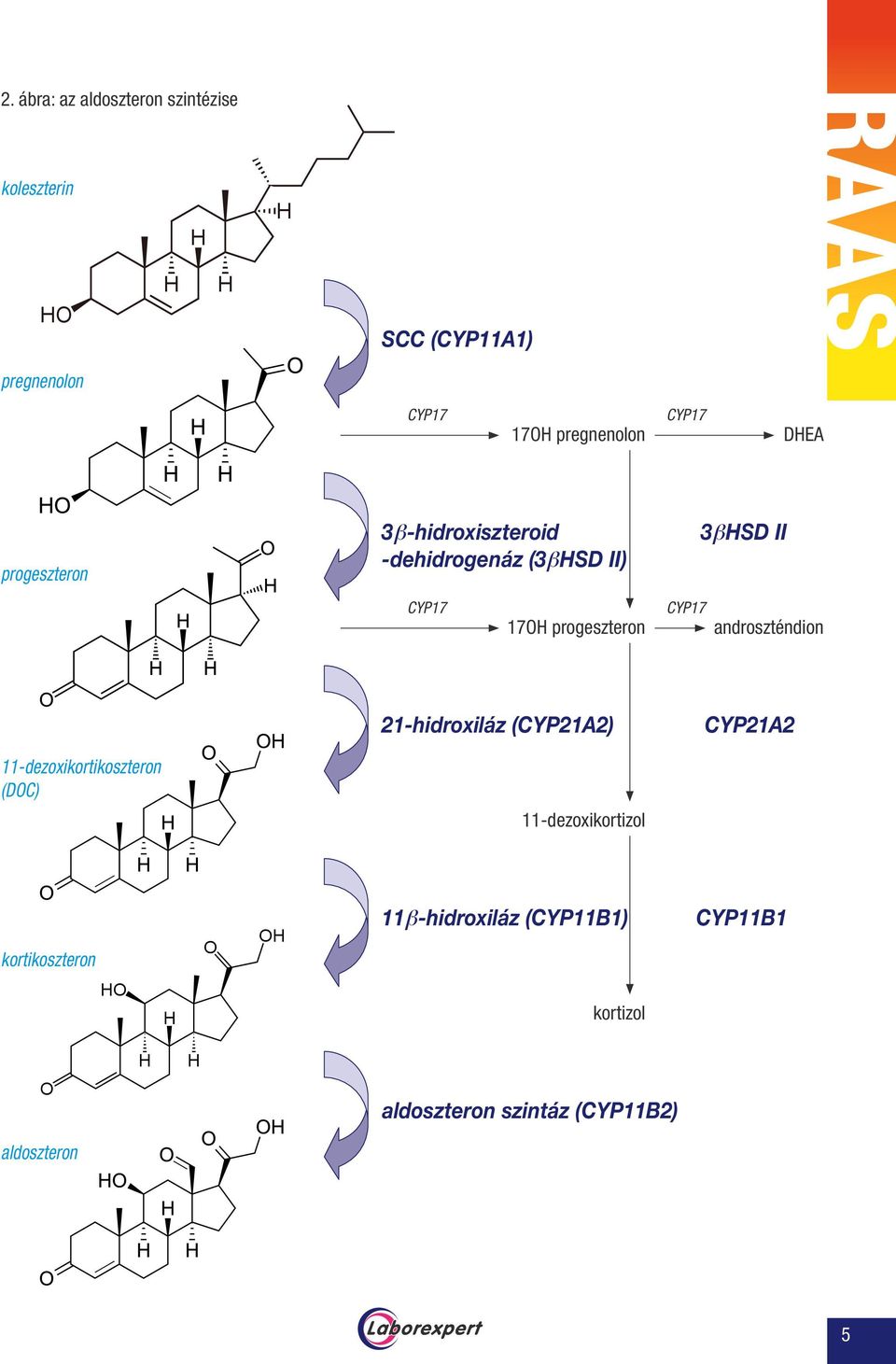 progeszteron CYP17 androszténdion 21-hidroxiláz (CYP21A2) CYP21A2 11-dezoxikortikoszteron (DOC)