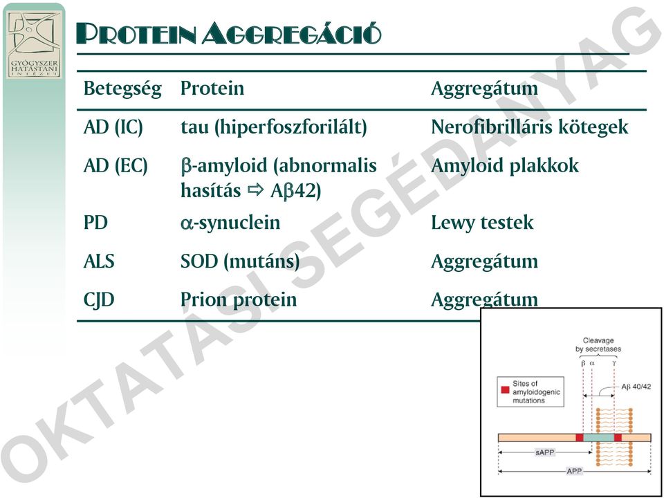 (abnormalis hasítás A 42) Amyloid plakkok PD -synuclein Lewy