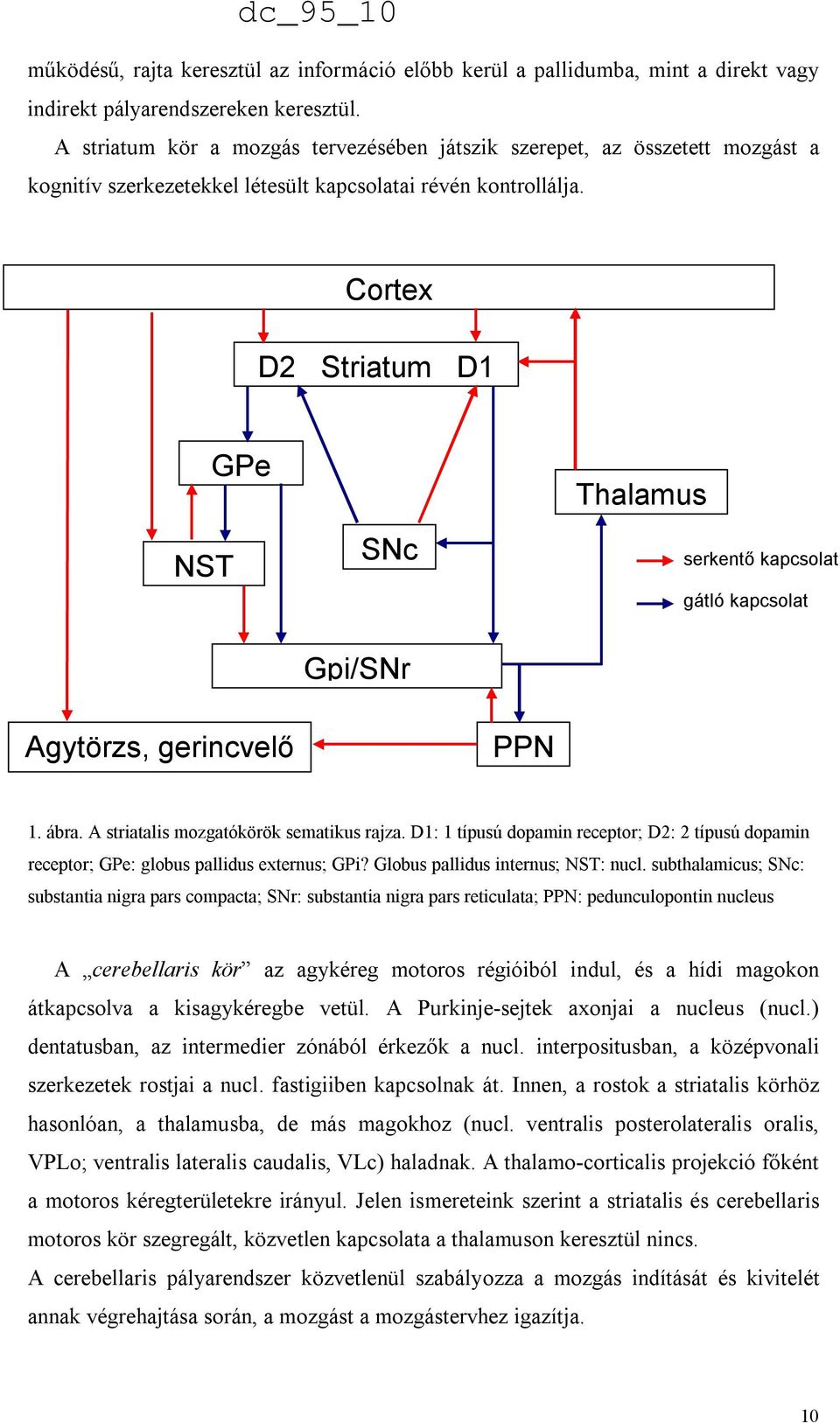 Cortex D2 Striatum D1 NST GPe SNc Gpi/SNr Thalamus serkentő kapcsolat gátló kapcsolat Agytörzs, gerincvelő PPN 1. ábra. A striatalis mozgatókörök sematikus rajza.