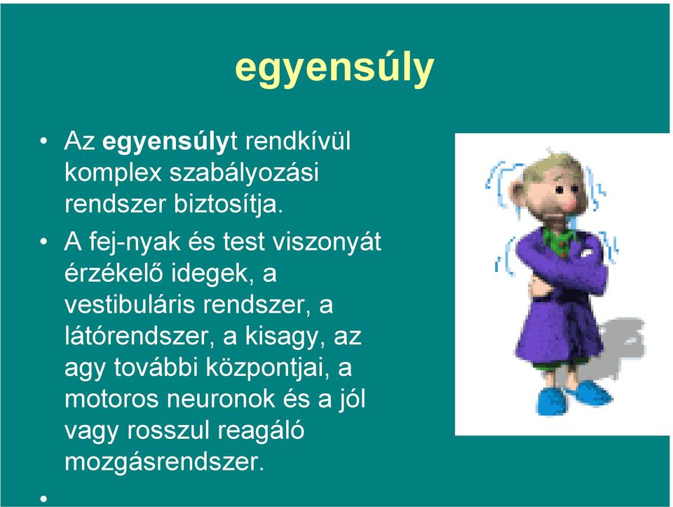 A fej-nyak és test viszonyát érzékelő idegek, a vestibuláris