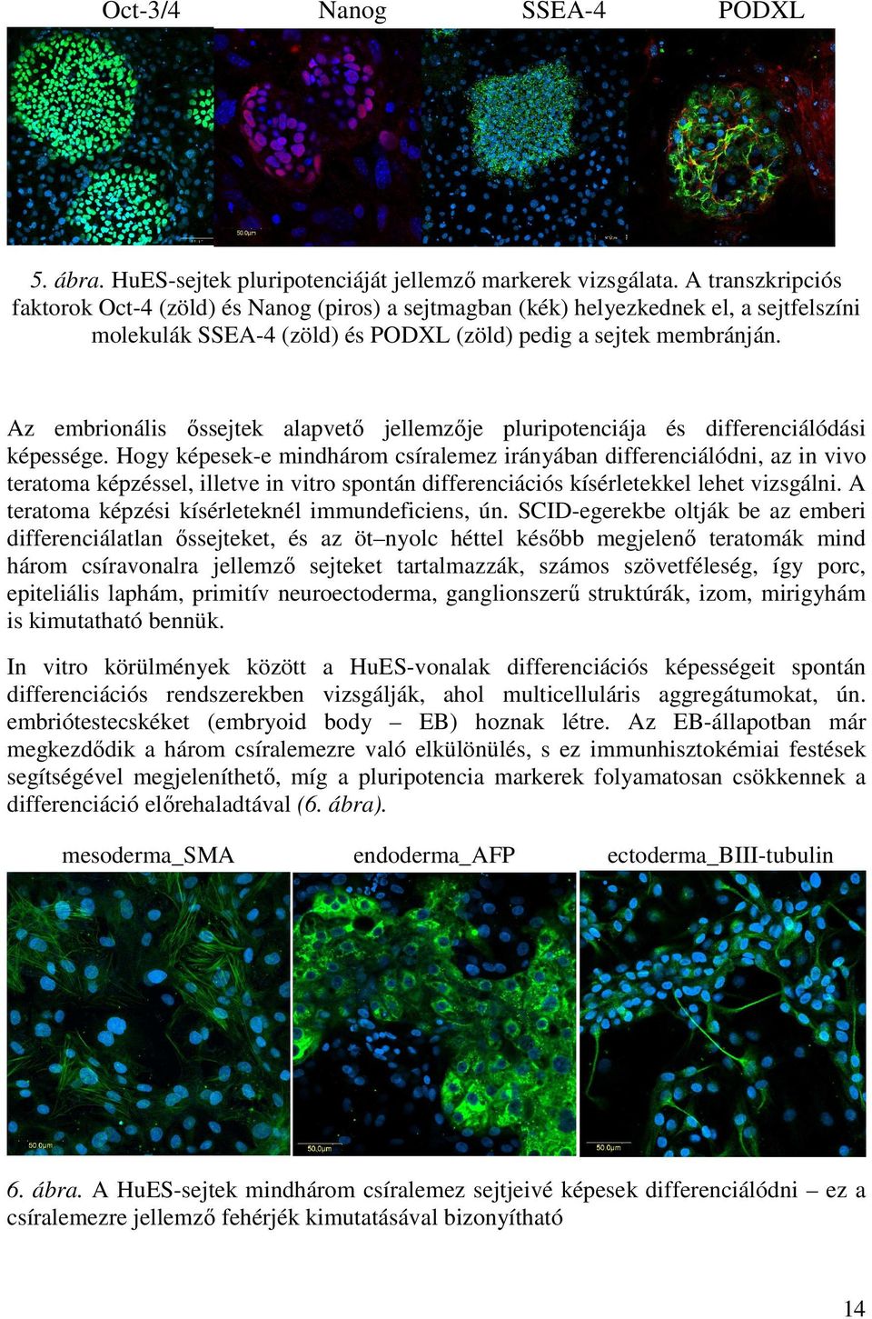 Az embrionális őssejtek alapvető jellemzője pluripotenciája és differenciálódási képessége.