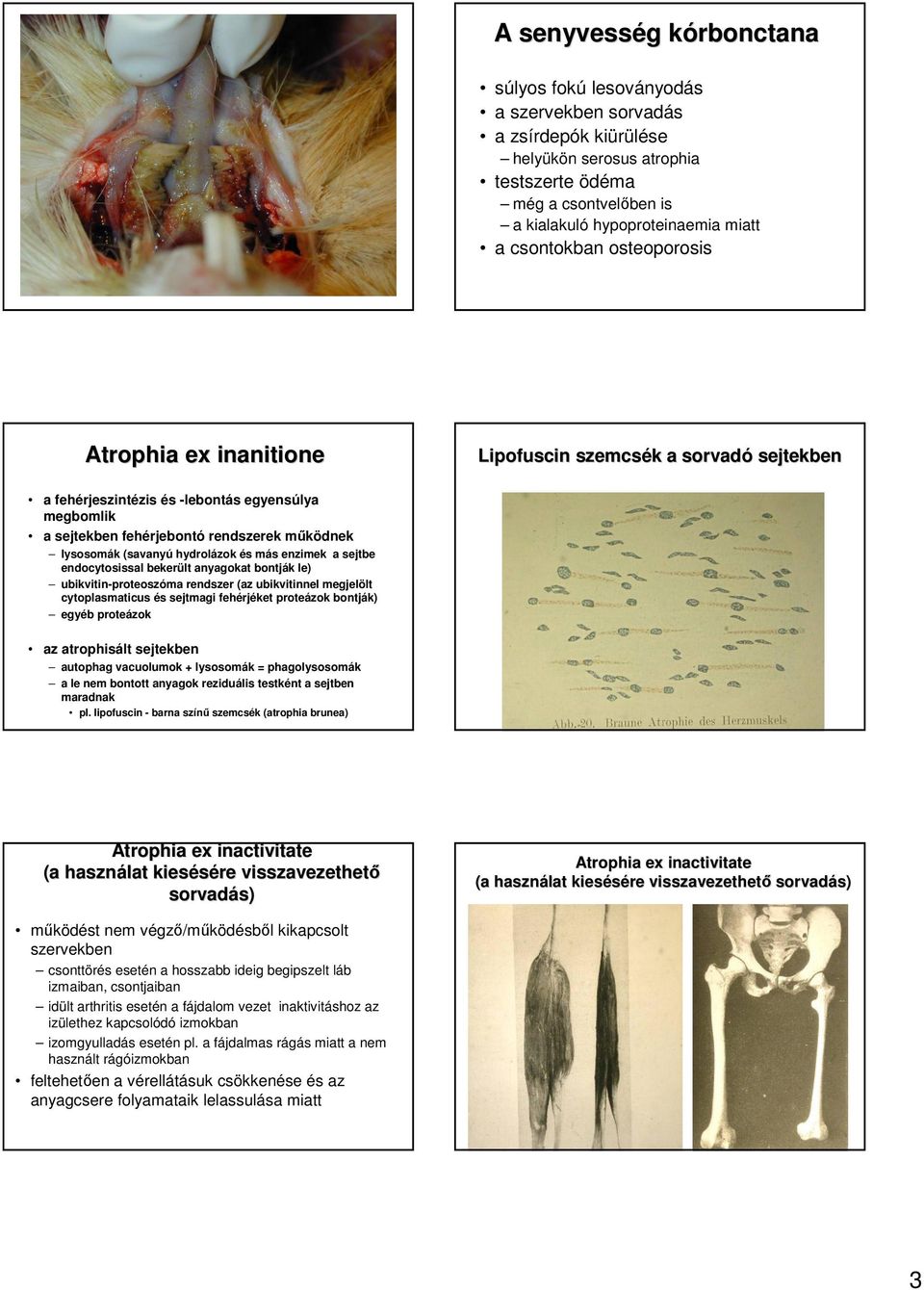 (savanyú hydrolázok és más enzimek a sejtbe endocytosissal bekerült anyagokat bontják le) ubikvitin-proteoszóma rendszer (az ubikvitinnel megjelölt cytoplasmaticus és sejtmagi fehérjéket proteázok