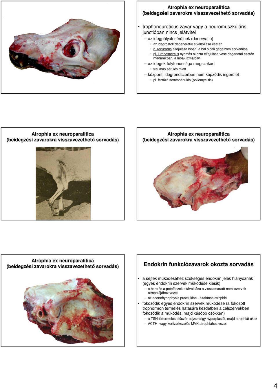 lumbosacralis nyomás okozta elfajulása vese daganatai esetén madarakban, a lábak izmaiban az idegek folytonossága megszakad traumás sérülés miatt központi idegrendszerben nem képzıdik ingerület pl.