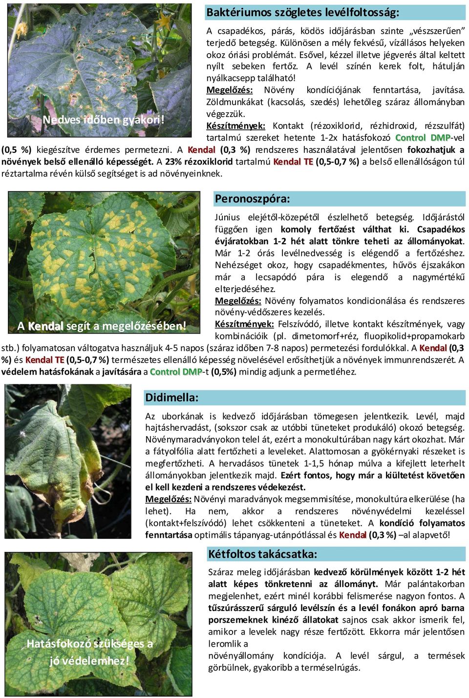 Megelőzés: Növény kondíciójának fenntartása, javítása. Zöldmunkákat (kacsolás, szedés) lehetőleg száraz állományban végezzük. Nedves időben gyakori!