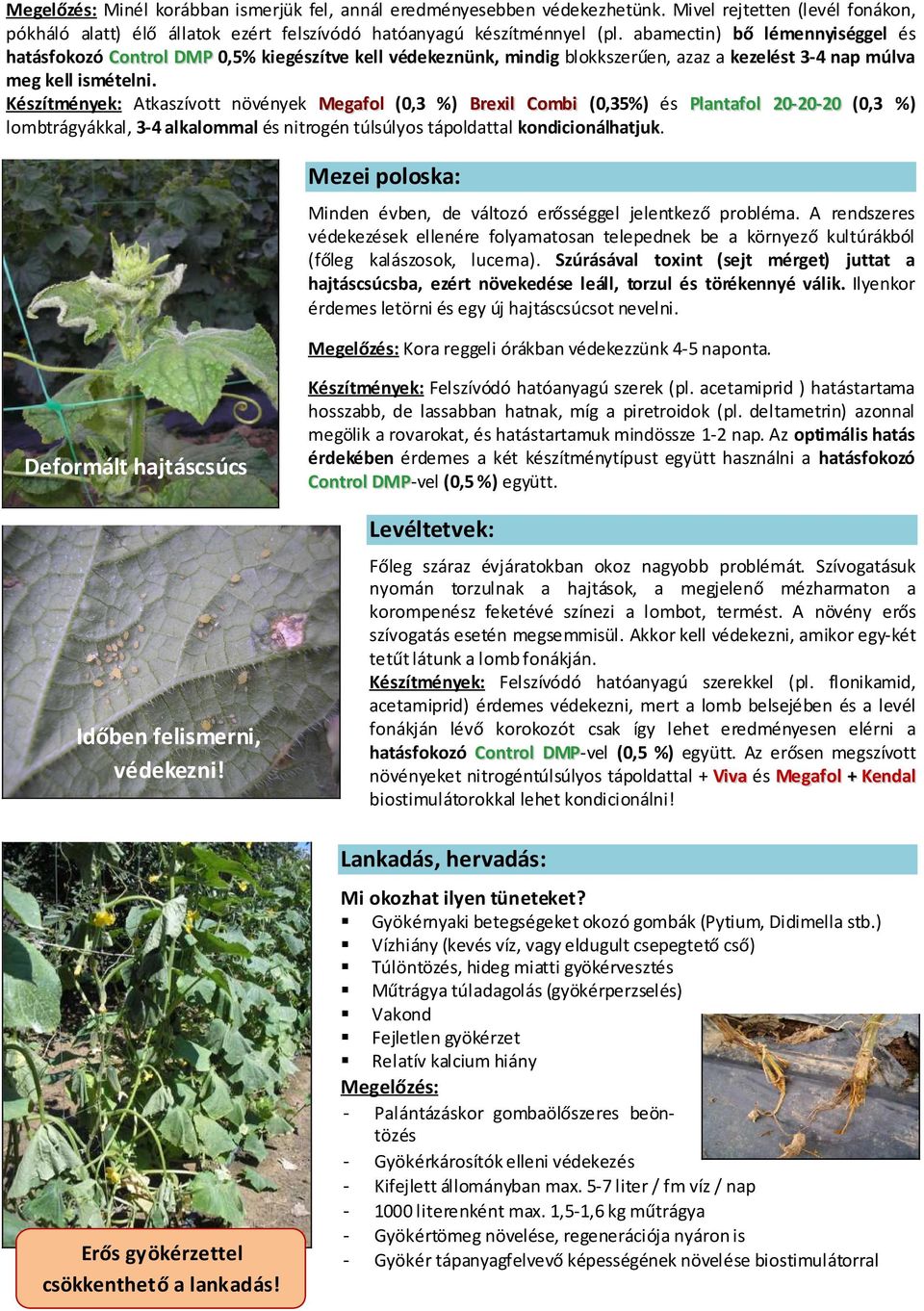 Készítmények: Atkaszívott növények Megafol (0,3 %) Brexil Combi (0,35%) és Plantafol 20-20-20 (0,3 %) lombtrágyákkal, 3-4 alkalommal és nitrogén túlsúlyos tápoldattal kondicionálhatjuk.