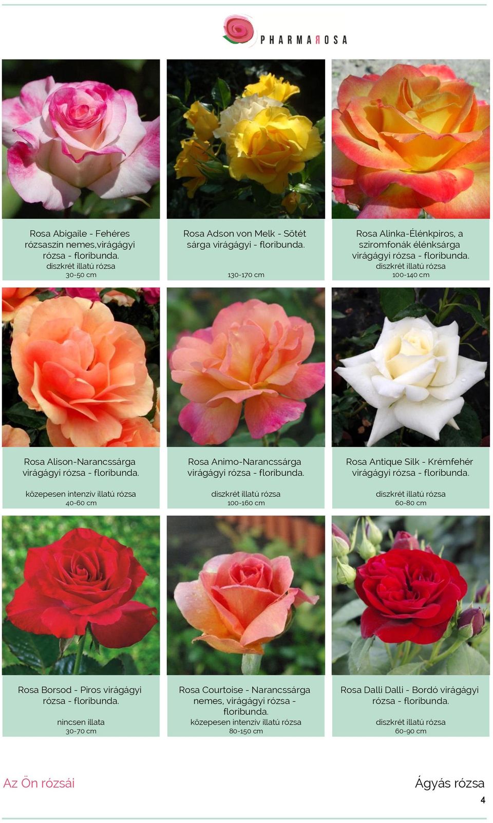 közepesen 40-60 cm Rosa Animo-Narancssárga virágágyi rózsa - floribunda. 100-160 cm Rosa Antique Silk - Krémfehér virágágyi rózsa - floribunda.