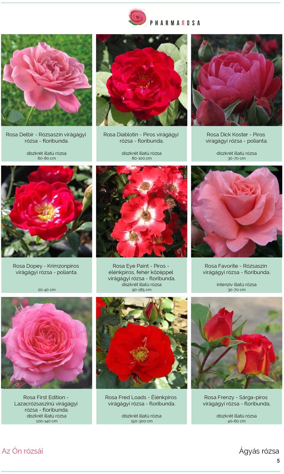 20-40 cm Rosa Eye Paint - Piros - élénkpiros, fehér középpel virágágyi rózsa - floribunda. 90-185 cm Rosa Favorite - Rózsaszín virágágyi rózsa - floribunda.