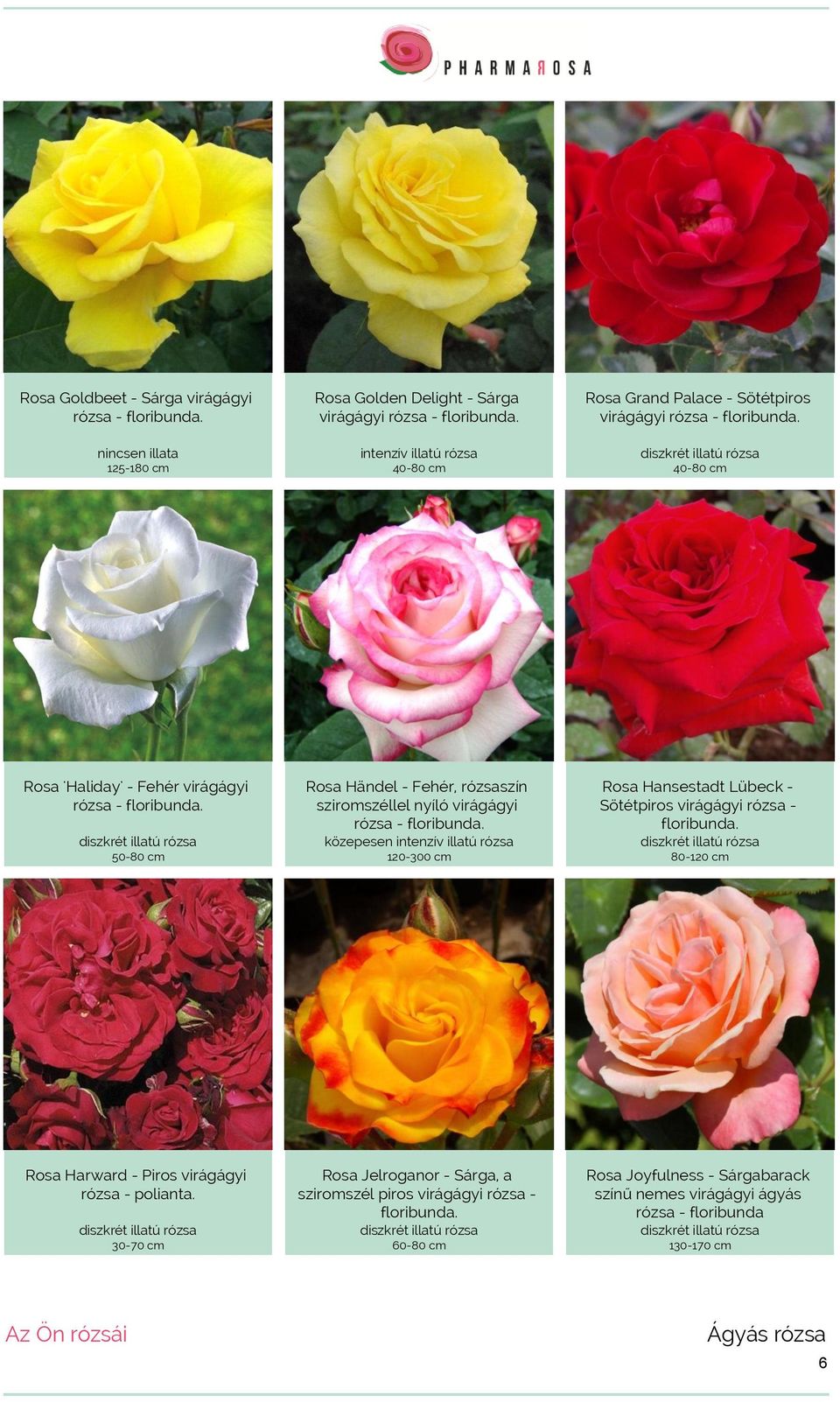 50-80 cm Rosa Händel - Fehér, rózsaszín sziromszéllel nyíló virágágyi rózsa - floribunda.