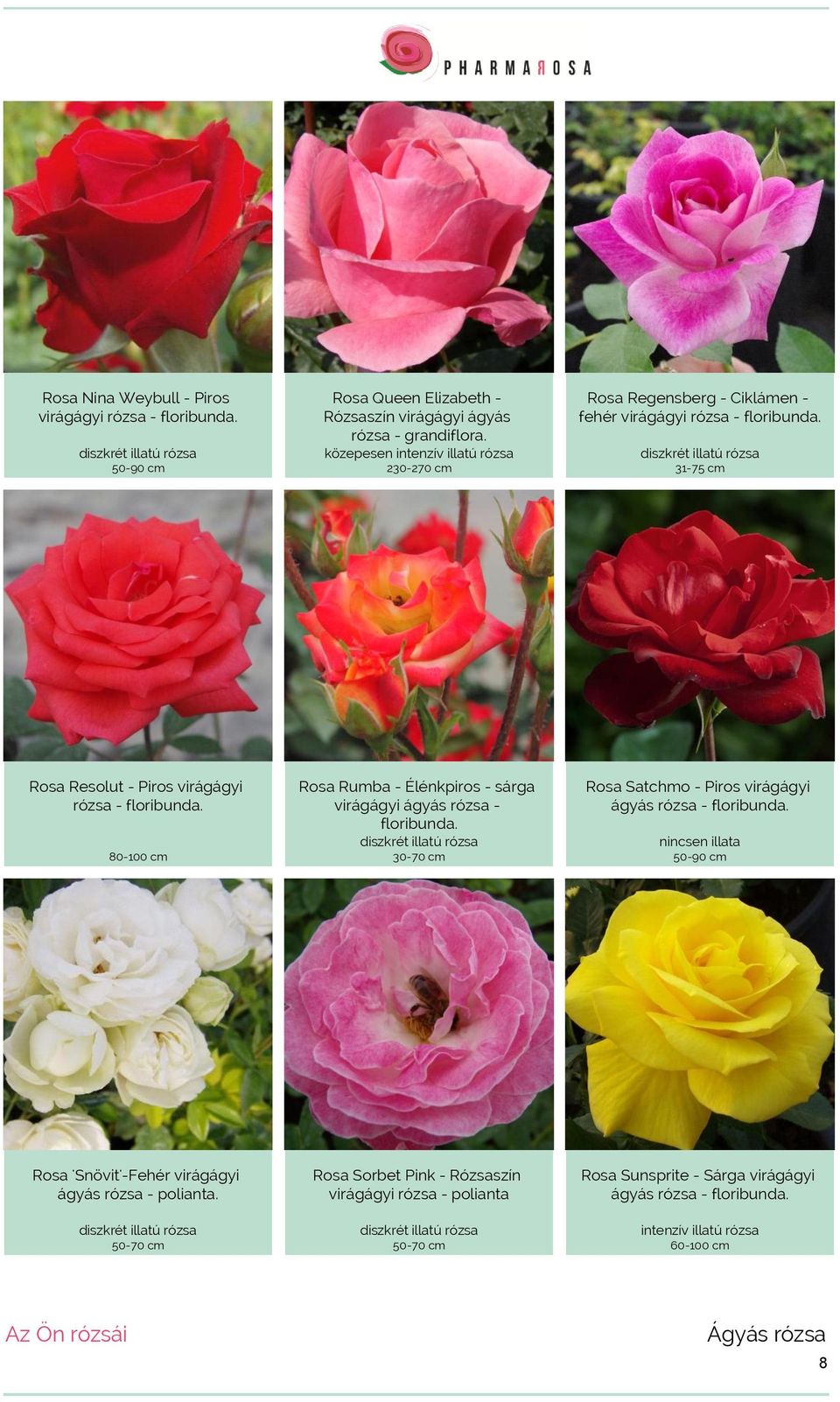 80-100 cm Rosa Rumba - Élénkpiros - sárga virágágyi ágyás rózsa - floribunda. 30-70 cm Rosa Satchmo - Piros virágágyi ágyás rózsa - floribunda.