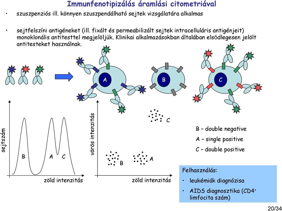 fixált és permeabilizált sejtek intracelluláris antigénjeit) monoklonális antitesttel megjelöljük.