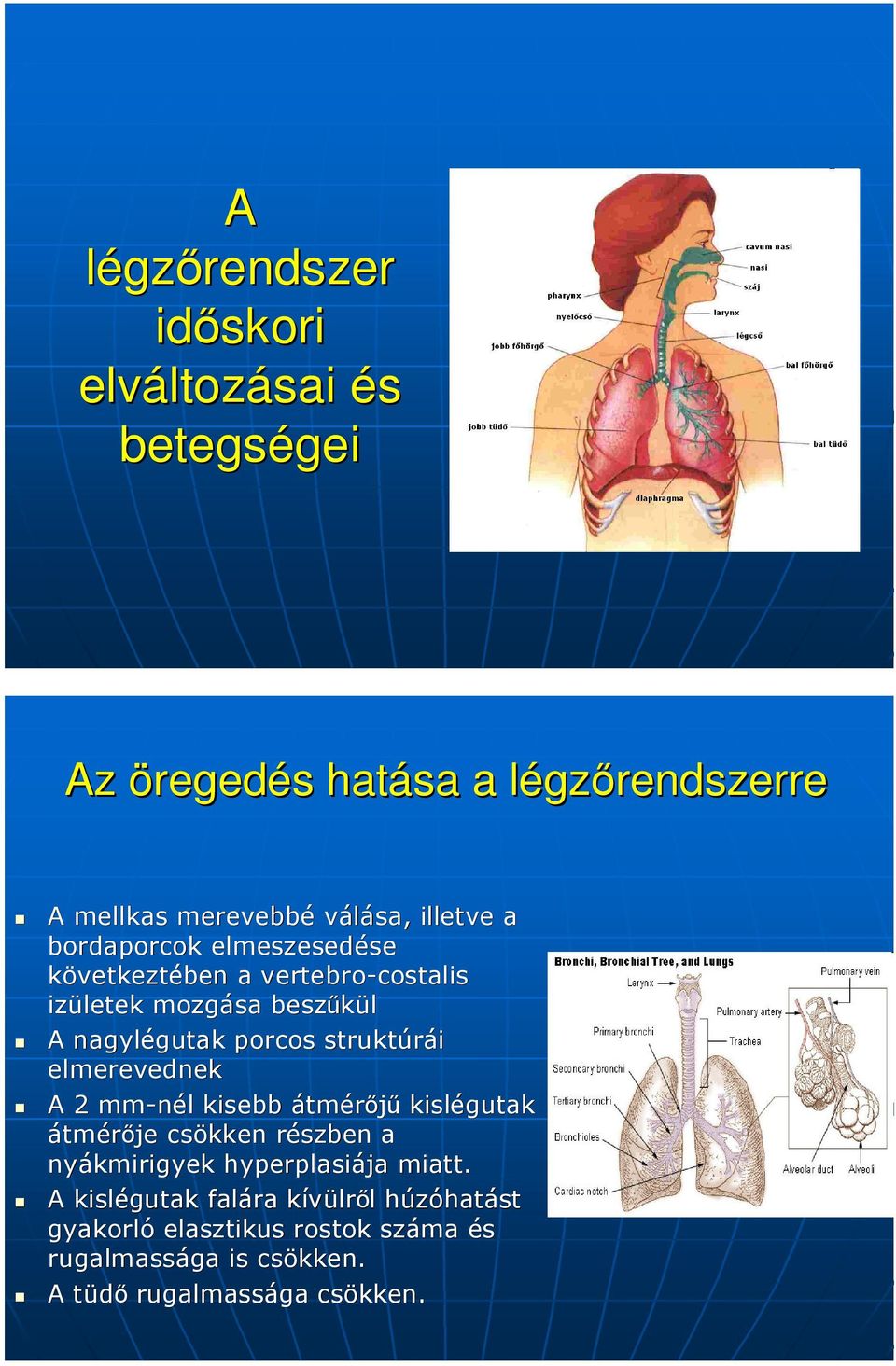 elmerevednek A 2 mm-nél l kisebb átmérőjű kislégutak átmérője csökken részben r a nyákmirigyek hyperplasiája miatt.