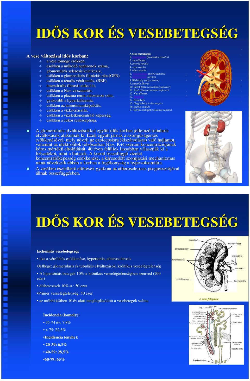 ammóniumképződés, csökken a vízkiválasztás, csökken a vizeletkoncentráló képesség, csökken a cukor reabsorptiója. A vese metszlapja: 1. Vesepiramis (pyramides renales) 2. vas efferens 3.