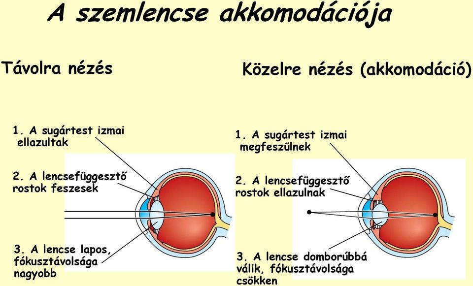 A sugártest izmai megfeszülnek 2. A lencsefüggesztő rostok ellazulnak 3.