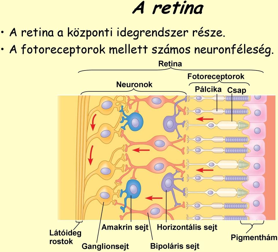 Retina Fotoreceptorok Neuronok Pálcika Csap Amakrin sejt