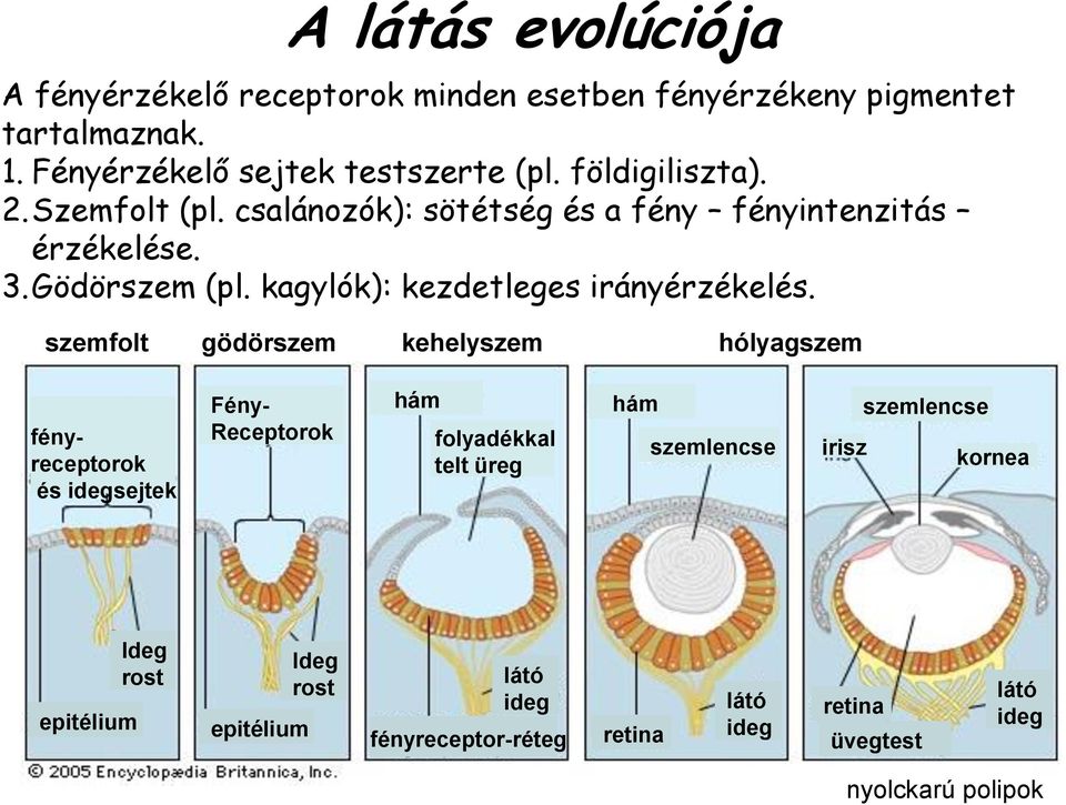 kagylók): kezdetleges irányérzékelés.