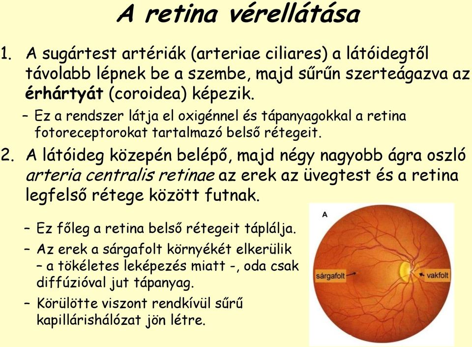 Ez a rendszer látja el oxigénnel és tápanyagokkal a retina fotoreceptorokat tartalmazó belső rétegeit. 2.