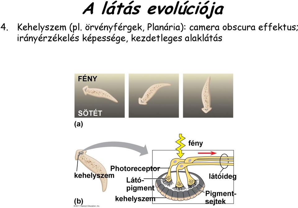 irányérzékelés képessége, kezdetleges alaklátás FÉNY