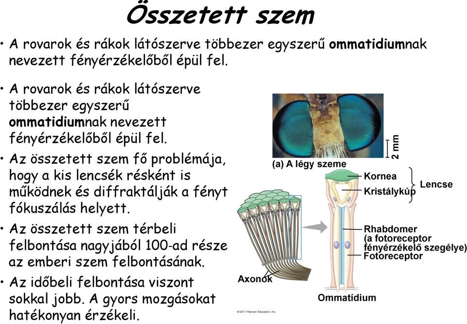 Az összetett szem fő problémája, hogy a kis lencsék résként is működnek és diffraktálják a fényt fókuszálás helyett.