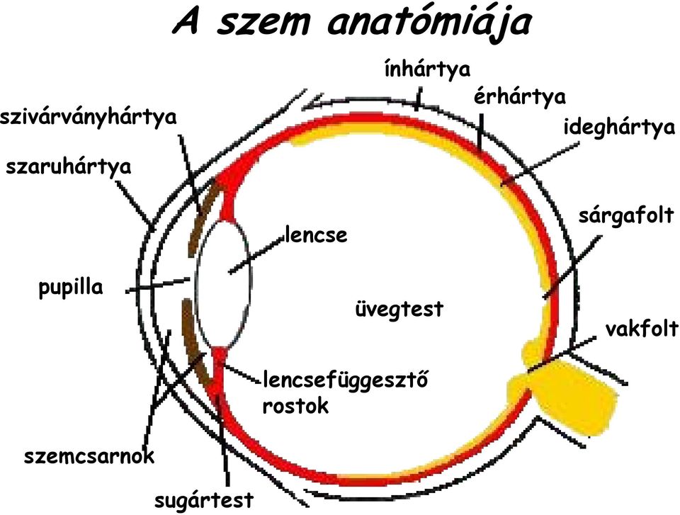 lencse sárgafolt pupilla szemcsarnok