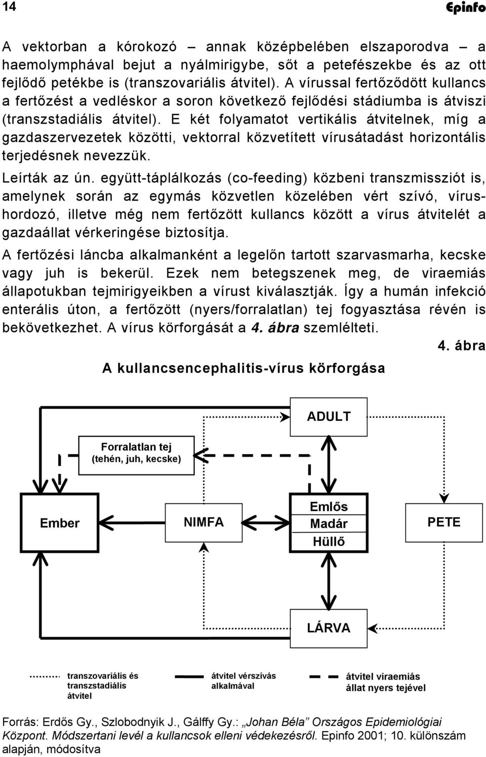 E két folyamatot vertikális átvitelnek, míg a gazdaszervezetek közötti, vektorral közvetített vírusátadást horizontális terjedésnek nevezzük. Leírták az ún.