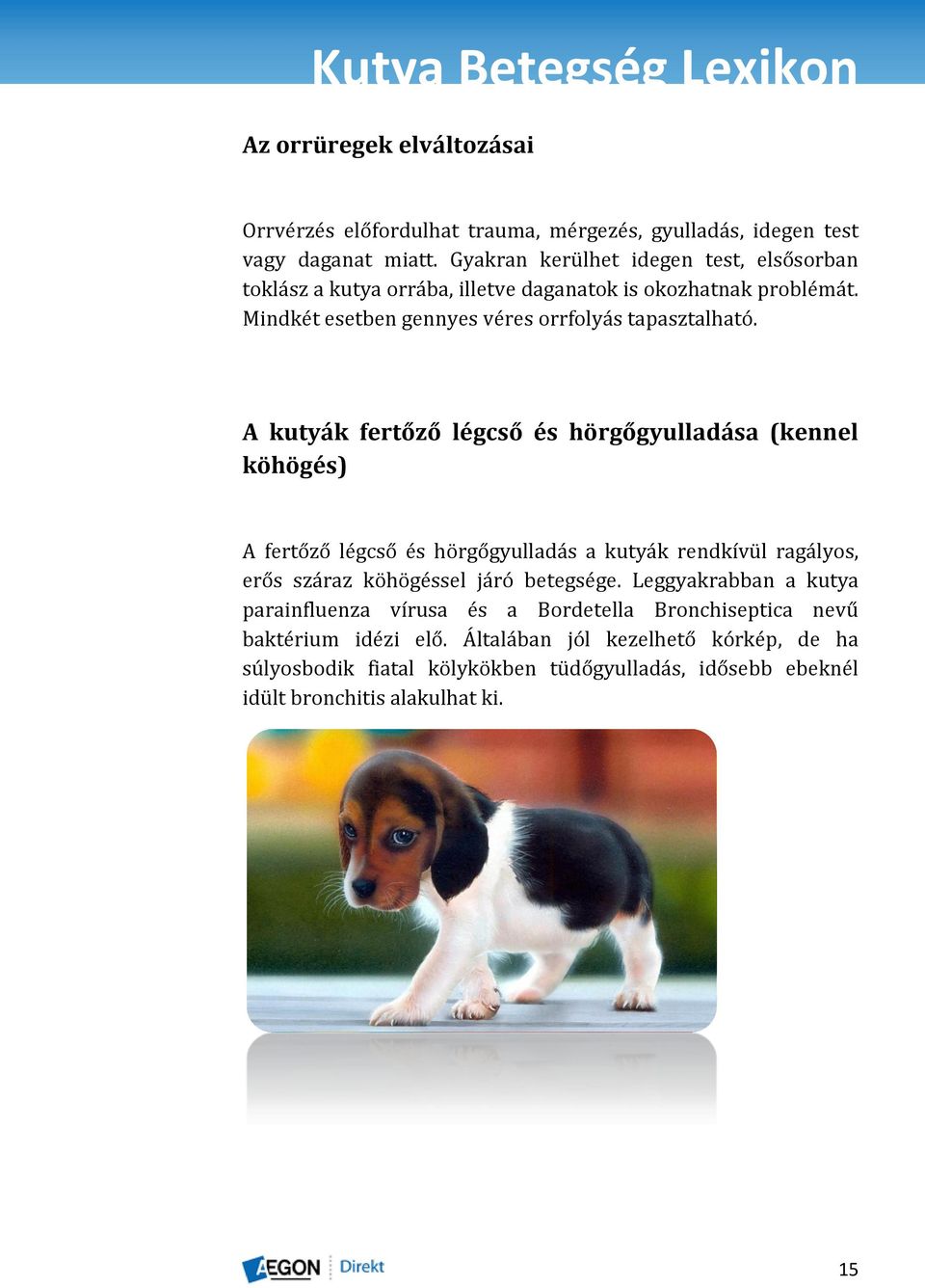 A kutyák fertőző légcső és hörgőgyulladása (kennel köhögés) A fertőző légcső és hörgőgyulladás a kutyák rendkívül ragályos, erős száraz köhögéssel járó betegsége.