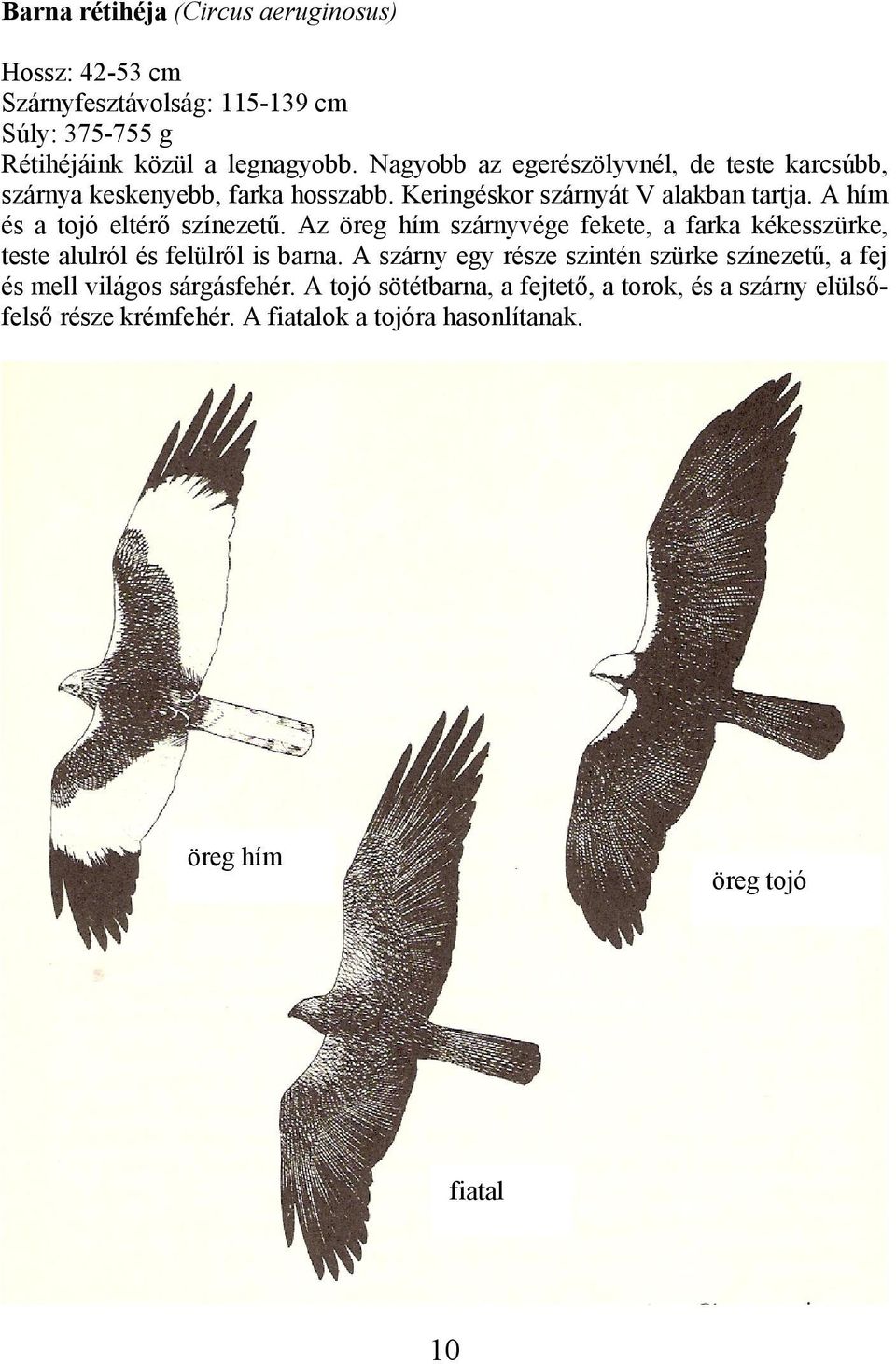 A hím és a tojó eltérő színezetű. Az öreg hím szárnyvége fekete, a farka kékesszürke, teste alulról és felülről is barna.