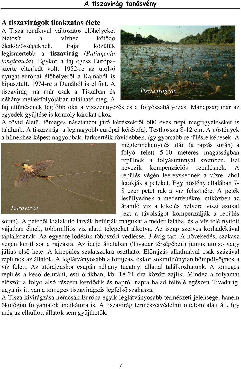 A tiszavirág ma már csak a Tiszában és néhány mellékfolyójában található meg. A A tiszavirág tanösvény faj eltűnésének legfőbb oka a vízszennyezés és a folyószabályozás.