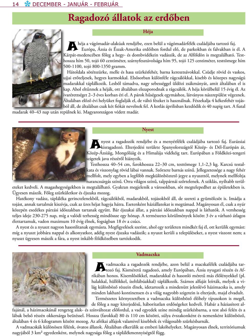 Testhossza hím 50, tojó 60 centiméter, szárnyfesztávolsága hím 95, tojó 125 centiméter, testtömege hím 500-1100, tojó 800-1350 gramm.