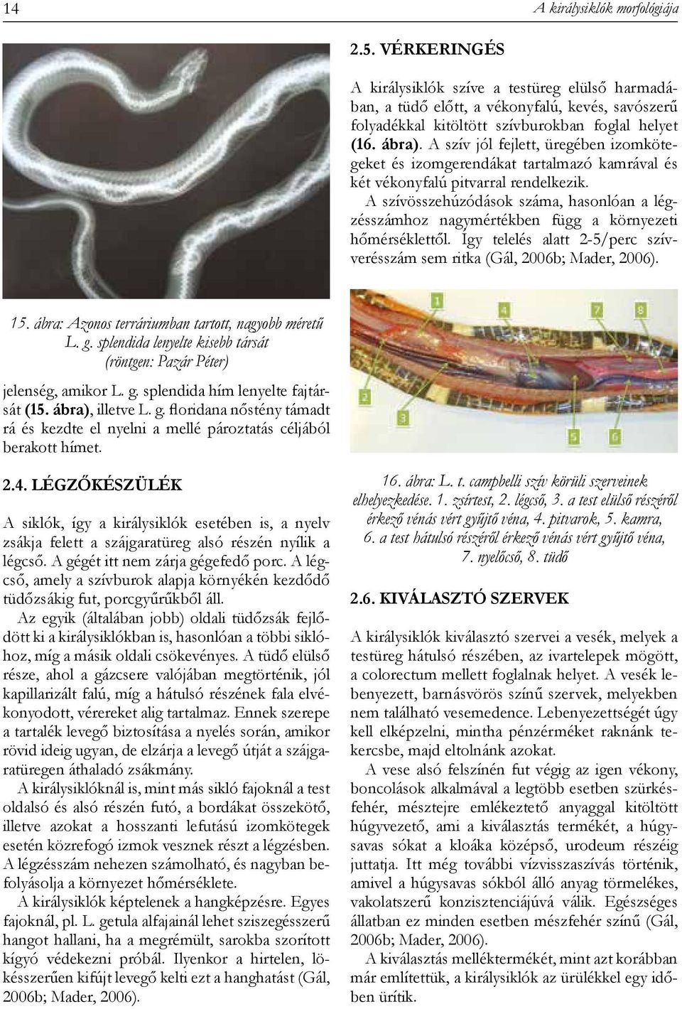 A szívösszehúzódások száma, hasonlóan a légzésszámhoz nagymértékben függ a környezeti hőmérséklettől. Így telelés alatt 2-5/perc szívverésszám sem ritka (Gál, 2006b; Mader, 2006). 15.