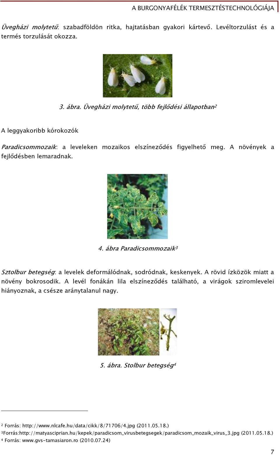 ábra Paradicsommozaik 3 Sztolbur betegség: a levelek deformálódnak, sodródnak, keskenyek. A rövid ízközök miatt a növény bokrosodik.