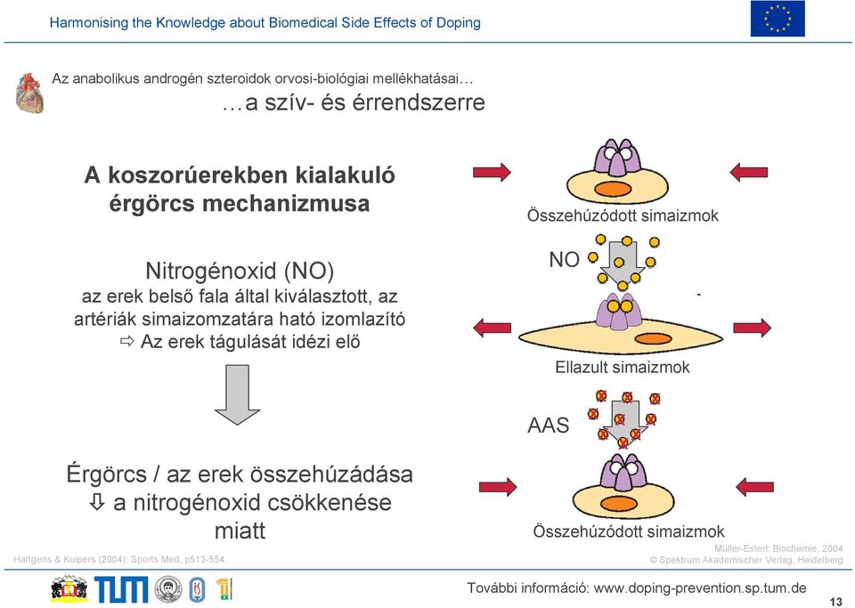 idézi elő Érgörcs / az erek összehúzádása a nitrogénoxid csökkenése miatt Hartgens & Kuipers (2004): Sports Med, p513-554.