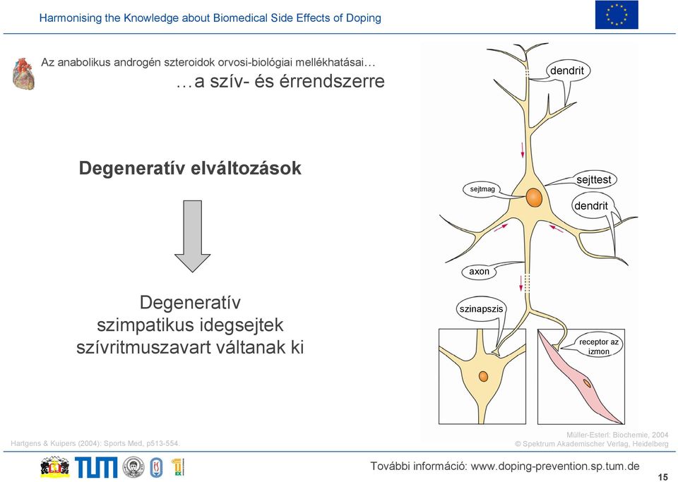 idegsejtek szívritmuszavart váltanak ki axon szinapszis receptor az izmon Hartgens &