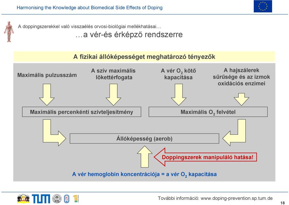 kapacitása A hajszálerek sűrűsége és az izmok oxidációs enzimei Maximális percenkénti szívteljesítmény