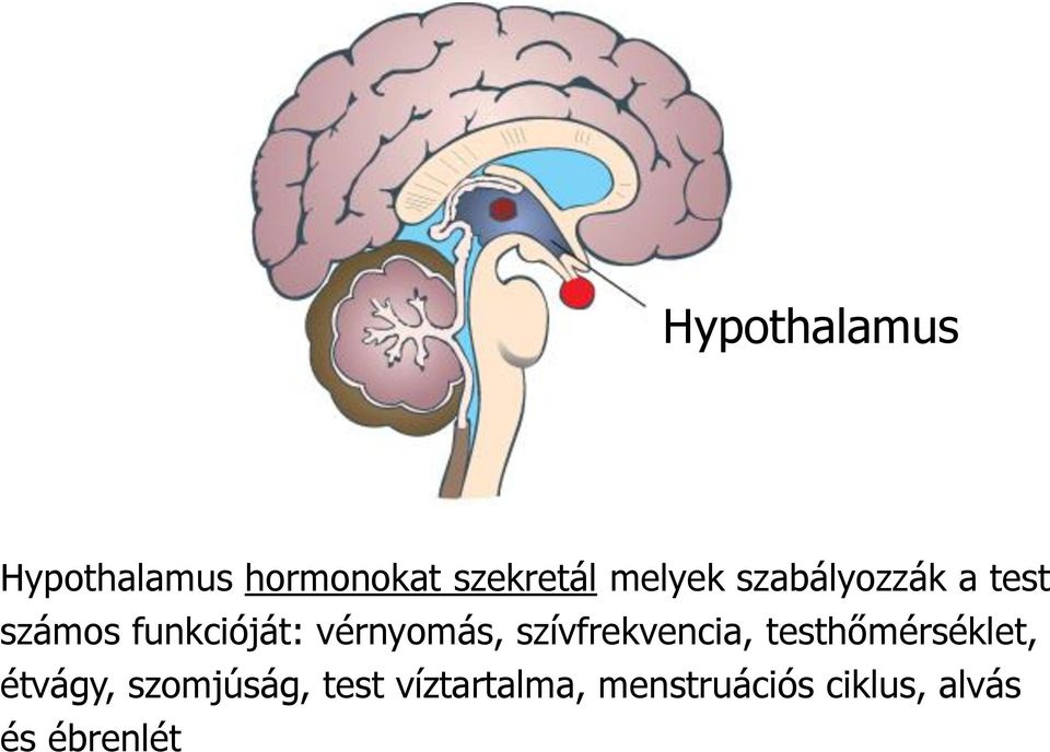 vérnyomás, szívfrekvencia, testhőmérséklet, étvágy,