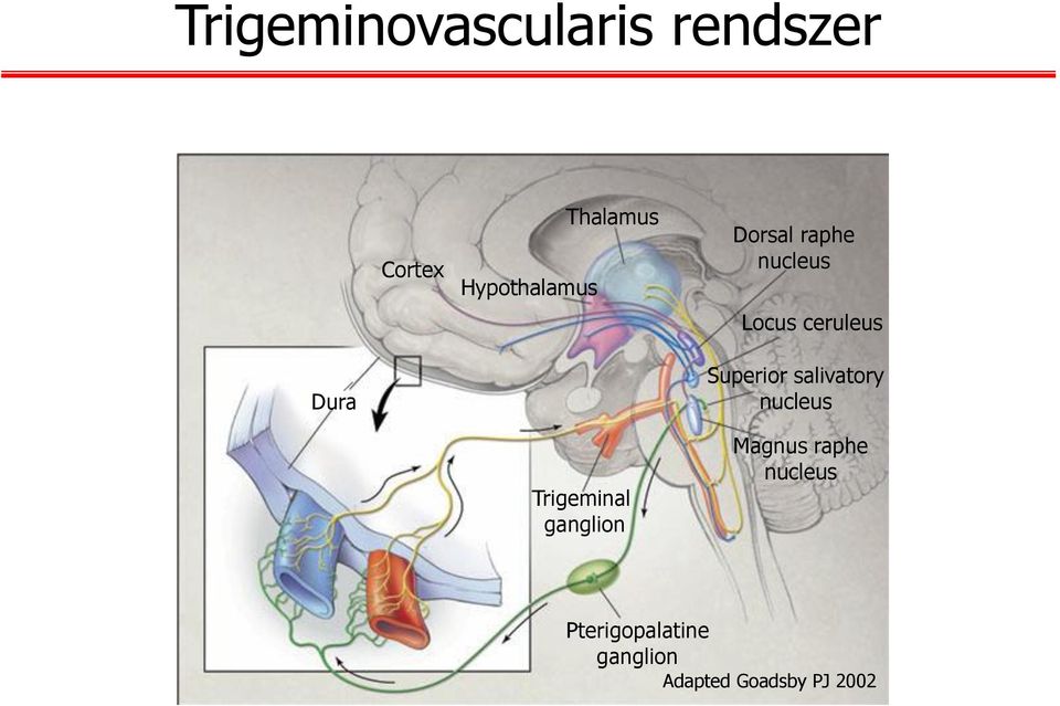 Superior salivatory nucleus Trigeminal ganglion