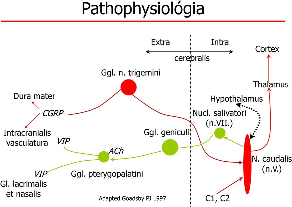 pterygopalatini Extra Adapted Goadsby PJ 1997 Ggl.