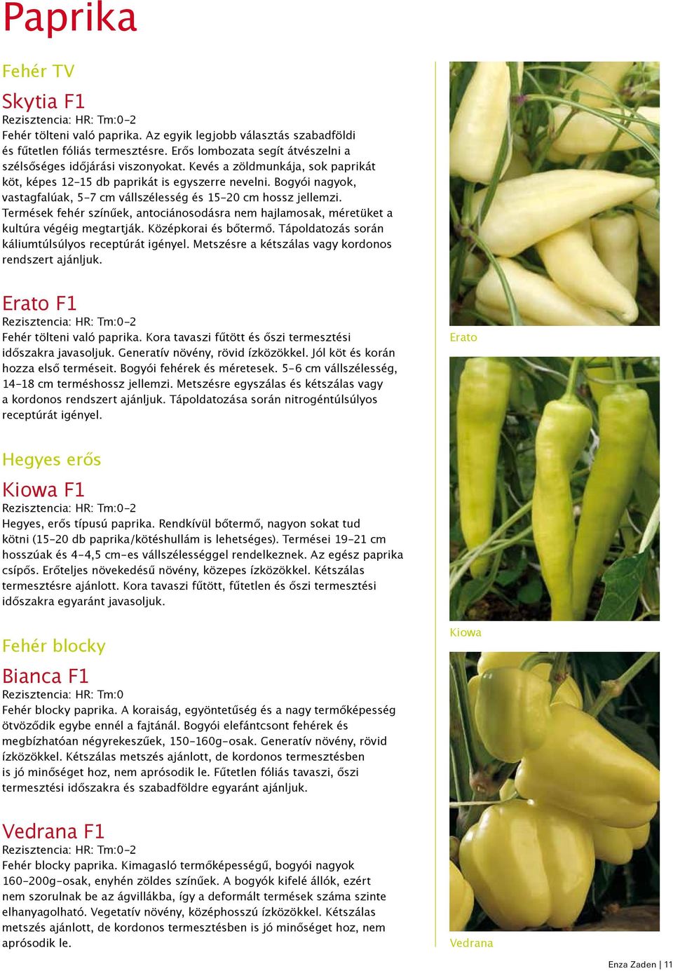 Bogyói nagyok, vastagfalúak, 5-7 cm vállszélesség és 15-20 cm hossz jellemzi. Termések fehér színűek, antociánosodásra nem hajlamosak, méretüket a kultúra végéig megtartják. Középkorai és bőtermő.