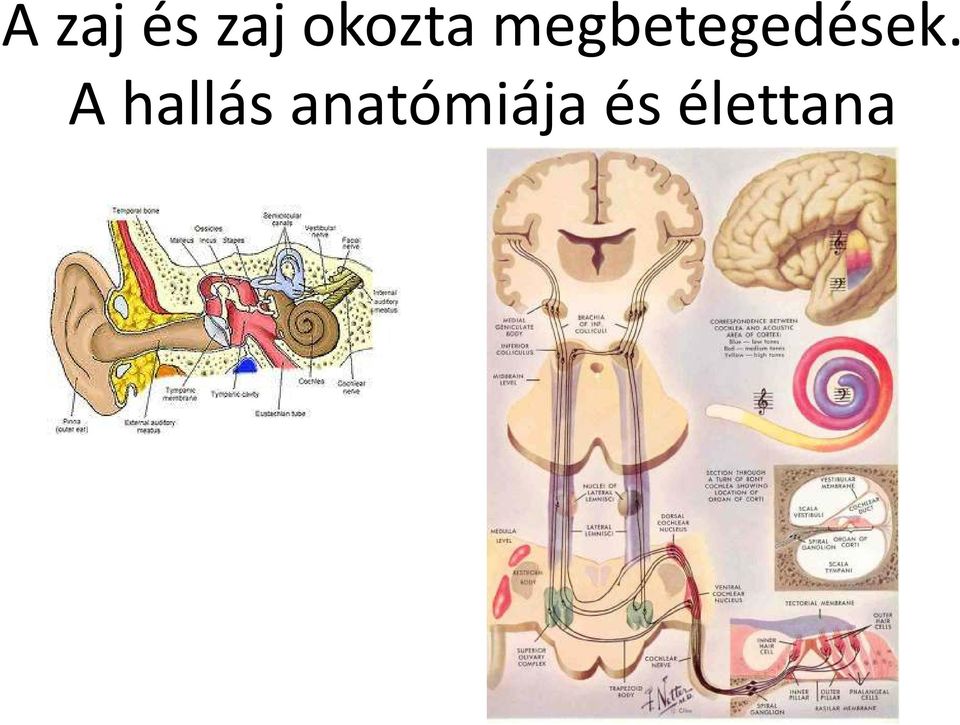 megbetegedések.