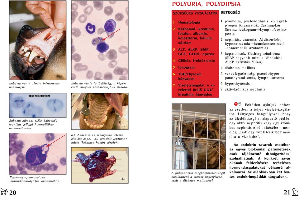 azotaemia) 3 hepatosisok, Cushing-szindróma (SIAP nagyobb mint a kiindulási ALKP aktivítás 50%-a) 4 diabetes mellitus Babesia canis okozta intravasalis haemolysis.