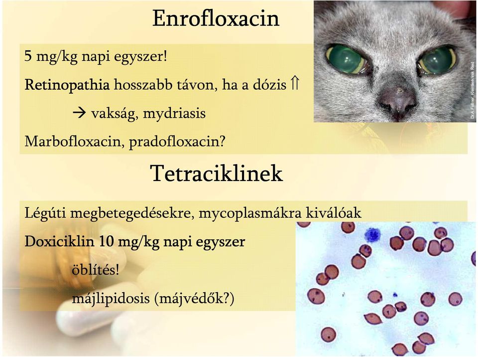 Marbofloxacin, pradofloxacin?